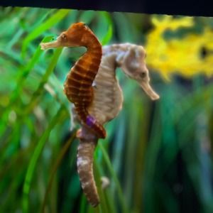 Meet your Posher, Laurie